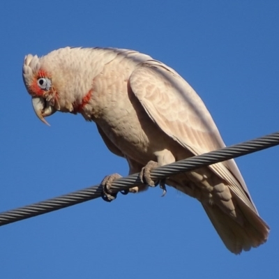 Cacatua tenuirostris (Long-billed Corella) at Garran, ACT - 25 Aug 2017 by roymcd