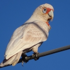 Cacatua tenuirostris at Garran, ACT - 25 Aug 2017 05:29 PM