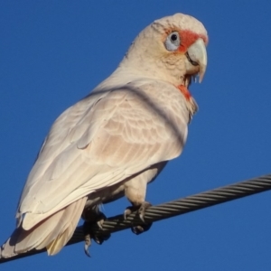 Cacatua tenuirostris at Garran, ACT - 25 Aug 2017