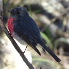 Petroica rosea at Garran, ACT - 26 Aug 2017