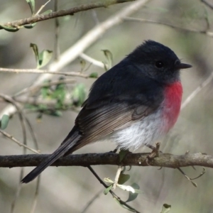 Petroica rosea at Garran, ACT - 26 Aug 2017