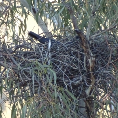 Corvus coronoides (Australian Raven) at Red Hill, ACT - 26 Aug 2017 by roymcd