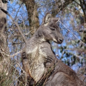 Osphranter robustus robustus at Red Hill, ACT - 28 Aug 2017