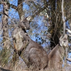 Osphranter robustus robustus at Red Hill, ACT - 28 Aug 2017