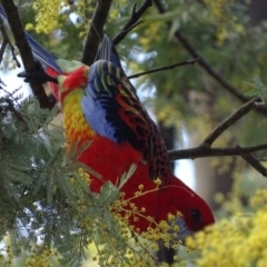 Platycercus elegans x eximius (hybrid) (Crimson x Eastern Rosella (hybrid)) at Red Hill, ACT - 27 Aug 2017 by roymcd