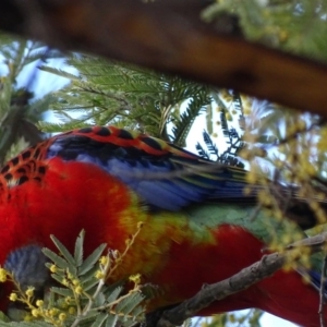 Platycercus elegans x eximius (hybrid) at Red Hill, ACT - 27 Aug 2017