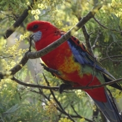 Platycercus elegans x eximius (hybrid) at Red Hill, ACT - 27 Aug 2017 11:06 AM