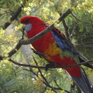 Platycercus elegans x eximius (hybrid) at Red Hill, ACT - 27 Aug 2017