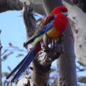 Platycercus elegans x eximius (hybrid) at Red Hill, ACT - 27 Aug 2017