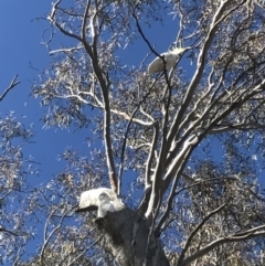 Cacatua galerita (Sulphur-crested Cockatoo) at Mount Majura - 28 Aug 2017 by AaronClausen
