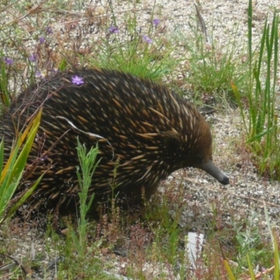 Tachyglossus aculeatus (Short-beaked Echidna) at Acton, ACT - 27 Nov 2010 by Christine