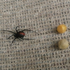 Latrodectus hasselti (Redback Spider) at Flynn, ACT - 10 Dec 2010 by Christine