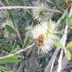 Eristalinus punctulatus (Golden Native Drone Fly) at Latham, ACT - 16 Dec 2010 by Christine