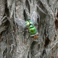 Rutilia (Chrysorutilia) sp. (genus & subgenus) (A Bristle Fly) at Belconnen, ACT - 26 Dec 2010 by Christine