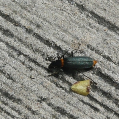 Chauliognathus lugubris (Plague Soldier Beetle) at Flynn, ACT - 28 Dec 2010 by Christine