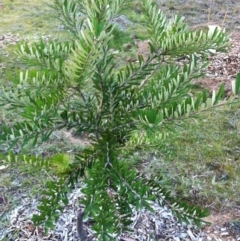 Banksia marginata (Silver Banksia) at Hughes Garran Woodland - 21 Aug 2017 by ruthkerruish