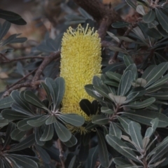 Banksia integrifolia subsp. integrifolia (Coast Banksia) at Murramarang National Park - 6 Jun 2014 by MichaelBedingfield