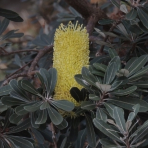 Banksia integrifolia subsp. integrifolia at Murramarang National Park - 6 Jun 2014
