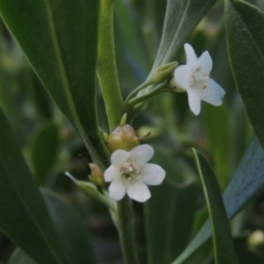 Myoporum acuminatum (Boobialla) at Murramarang National Park - 6 Jun 2014 by michaelb