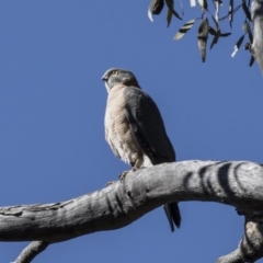 Accipiter cirrocephalus (Collared Sparrowhawk) at ANBG - 27 Aug 2017 by Alison Milton