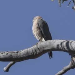 Accipiter cirrocephalus at Acton, ACT - 28 Aug 2017