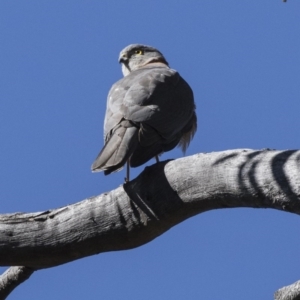 Tachyspiza cirrocephala at Acton, ACT - 28 Aug 2017