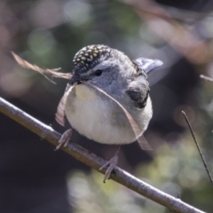 Pardalotus punctatus (Spotted Pardalote) at ANBG - 28 Aug 2017 by AlisonMilton