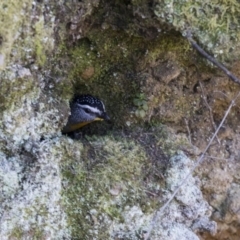 Pardalotus punctatus at Acton, ACT - 28 Aug 2017 11:25 AM