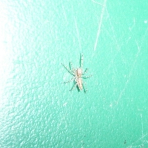 Helpis minitabunda at Flynn, ACT - 13 May 2011 04:19 PM