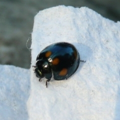 Orcus australasiae (Orange-spotted Ladybird) at Belconnen, ACT - 5 Aug 2011 by Christine