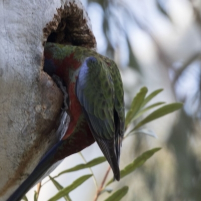 Platycercus elegans (Crimson Rosella) at Acton, ACT - 28 Aug 2017 by AlisonMilton