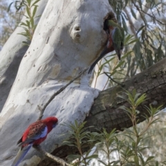 Platycercus elegans at Acton, ACT - 28 Aug 2017