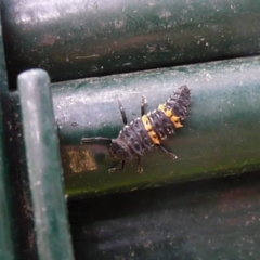 Harmonia conformis (Common Spotted Ladybird) at Flynn, ACT - 11 Nov 2011 by Christine