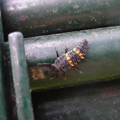 Harmonia conformis (Common Spotted Ladybird) at Flynn, ACT - 11 Nov 2011 by Christine