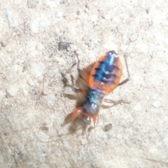 Ectomocoris patricius (Ground assassin bug) at Flynn, ACT - 8 Dec 2010 by Christine