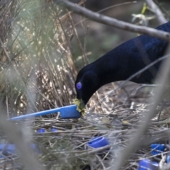 Ptilonorhynchus violaceus (Satin Bowerbird) at Acton, ACT - 28 Aug 2017 by AlisonMilton