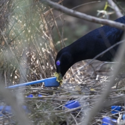 Ptilonorhynchus violaceus (Satin Bowerbird) at Acton, ACT - 28 Aug 2017 by AlisonMilton