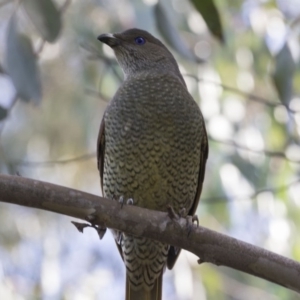 Ptilonorhynchus violaceus at Acton, ACT - 28 Aug 2017