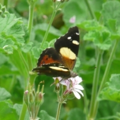 Vanessa itea (Yellow Admiral) at ANBG - 27 Nov 2010 by Christine