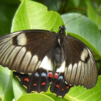 Papilio aegeus (Orchard Swallowtail, Large Citrus Butterfly) at ANBG - 11 Feb 2015 by Christine