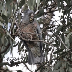 Callocephalon fimbriatum (Gang-gang Cockatoo) at Acton, ACT - 28 Aug 2017 by Alison Milton