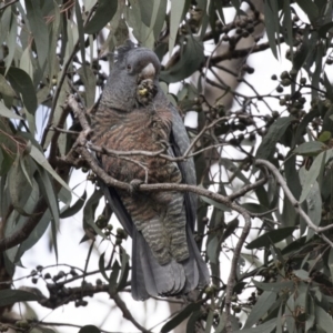 Callocephalon fimbriatum at Acton, ACT - suppressed