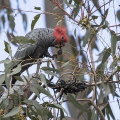 Callocephalon fimbriatum at Acton, ACT - suppressed