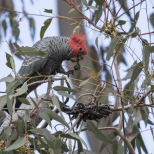 Callocephalon fimbriatum at Acton, ACT - 28 Aug 2017