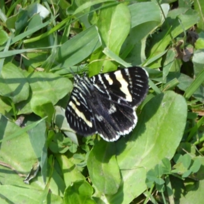 Phalaenoides glycinae (Grapevine Moth) at Acton, ACT - 2 Mar 2015 by Christine