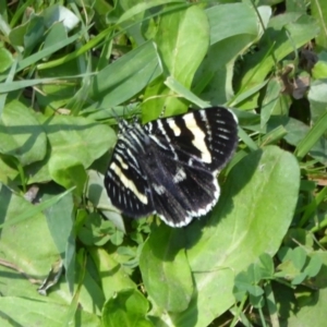 Phalaenoides glycinae at Acton, ACT - 2 Mar 2015