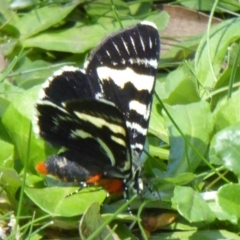 Phalaenoides glycinae at Acton, ACT - 2 Mar 2015