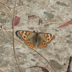 Junonia villida at Latham, ACT - 4 May 2011