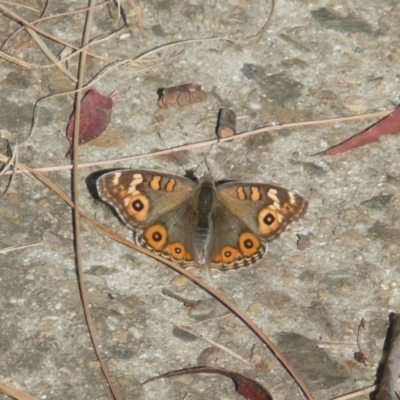 Junonia villida (Meadow Argus) at Latham, ACT - 4 May 2011 by Christine