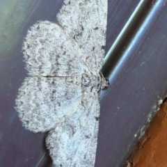Psilosticha absorpta (Fine-waved Bark Moth) at Flynn, ACT - 15 May 2011 by Christine
